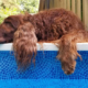 4th Annual Dog Days of Summer Returns to Arvidson Pools & Spas